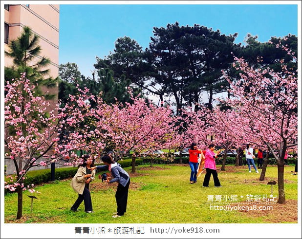 桃園賞櫻景點》中央大學櫻花.遇見粉嫩河津櫻~中大湖旁櫻花 @青青小熊*旅遊札記 桃園賞櫻景點》中央大學櫻花.遇見粉嫩河津櫻~中大湖旁櫻花 @青青小熊*旅遊札記