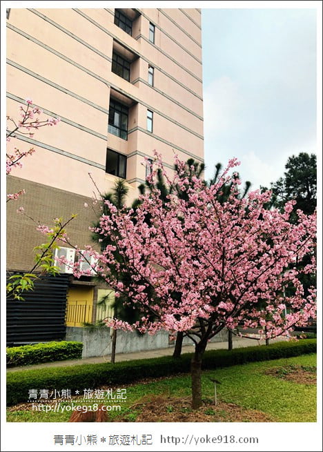 桃園賞櫻景點》中央大學櫻花.遇見粉嫩河津櫻~中大湖旁櫻花 @青青小熊*旅遊札記 桃園賞櫻景點》中央大學櫻花.遇見粉嫩河津櫻~中大湖旁櫻花 @青青小熊*旅遊札記