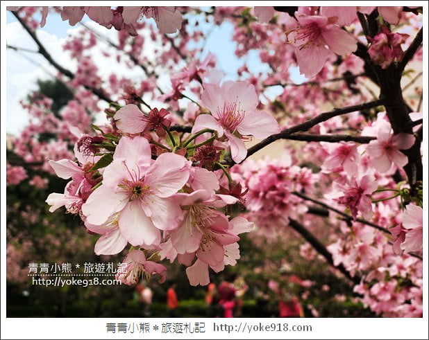 桃園賞櫻景點》中央大學櫻花．遇見粉嫩河津櫻~中大湖旁櫻花 @青青小熊＊旅遊札記