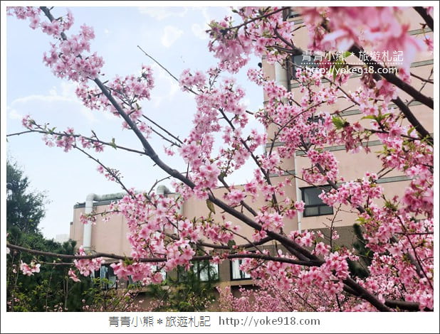 桃園賞櫻景點》中央大學櫻花.遇見粉嫩河津櫻~中大湖旁櫻花 @青青小熊*旅遊札記 桃園賞櫻景點》中央大學櫻花.遇見粉嫩河津櫻~中大湖旁櫻花 @青青小熊*旅遊札記