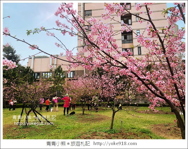 桃園賞櫻景點》中央大學櫻花.遇見粉嫩河津櫻~中大湖旁櫻花 @青青小熊*旅遊札記 桃園賞櫻景點》中央大學櫻花.遇見粉嫩河津櫻~中大湖旁櫻花 @青青小熊*旅遊札記