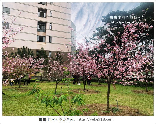 桃園賞櫻景點》中央大學櫻花．遇見粉嫩河津櫻~中大湖旁櫻花 @青青小熊＊旅遊札記