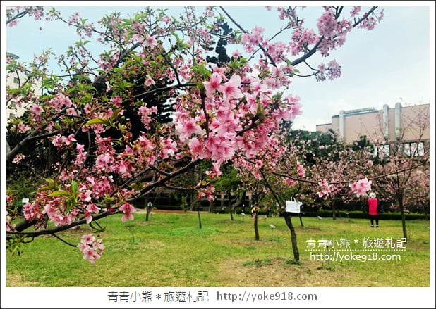 桃園賞櫻景點》中央大學櫻花.遇見粉嫩河津櫻~中大湖旁櫻花 @青青小熊*旅遊札記 桃園賞櫻景點》中央大學櫻花.遇見粉嫩河津櫻~中大湖旁櫻花 @青青小熊*旅遊札記