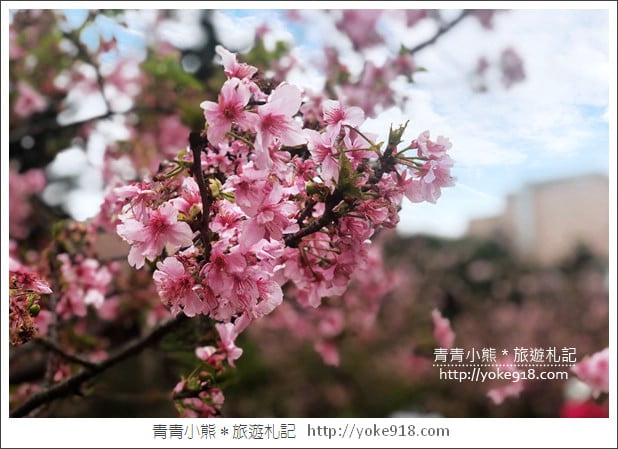賞櫻景點推薦》全台瘋櫻花.賞櫻花好去處~春節連假出遊推薦 @青青小熊*旅遊札記 賞櫻景點推薦》全台瘋櫻花.賞櫻花好去處~春節連假出遊推薦 @青青小熊*旅遊札記