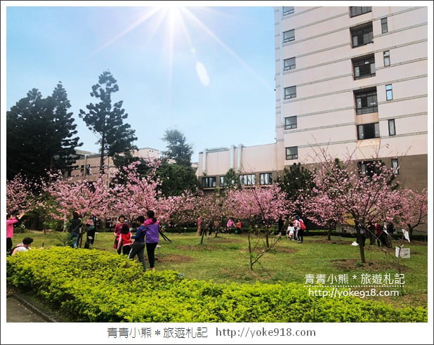桃園賞櫻景點》中央大學櫻花.遇見粉嫩河津櫻~中大湖旁櫻花 @青青小熊*旅遊札記 桃園賞櫻景點》中央大學櫻花.遇見粉嫩河津櫻~中大湖旁櫻花 @青青小熊*旅遊札記