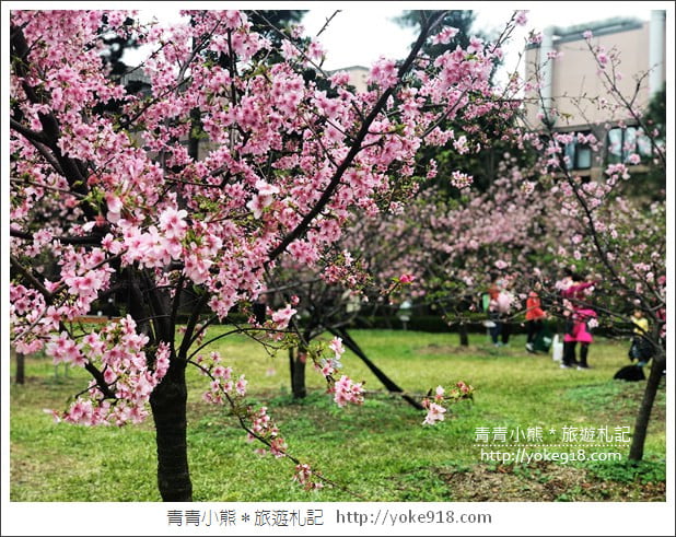 桃園賞櫻景點》中央大學櫻花.遇見粉嫩河津櫻~中大湖旁櫻花 @青青小熊*旅遊札記 桃園賞櫻景點》中央大學櫻花.遇見粉嫩河津櫻~中大湖旁櫻花 @青青小熊*旅遊札記