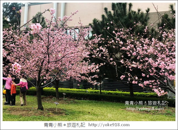 桃園賞櫻景點》中央大學櫻花.遇見粉嫩河津櫻~中大湖旁櫻花 @青青小熊*旅遊札記 桃園賞櫻景點》中央大學櫻花.遇見粉嫩河津櫻~中大湖旁櫻花 @青青小熊*旅遊札記
