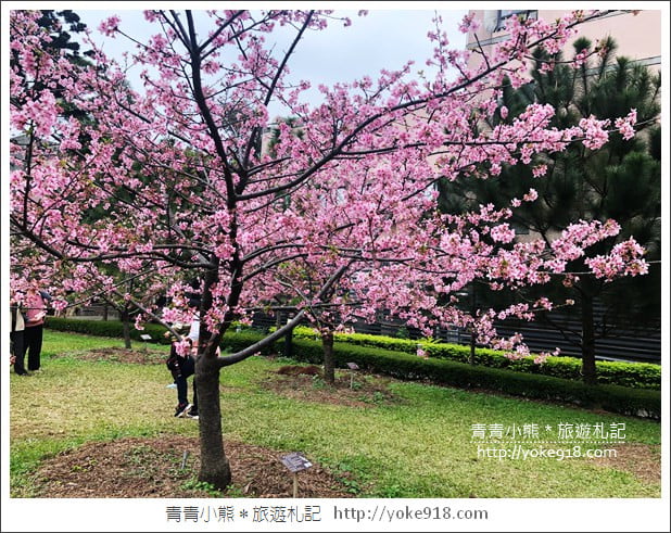 桃園賞櫻景點》中央大學櫻花.遇見粉嫩河津櫻~中大湖旁櫻花 @青青小熊*旅遊札記 桃園賞櫻景點》中央大學櫻花.遇見粉嫩河津櫻~中大湖旁櫻花 @青青小熊*旅遊札記