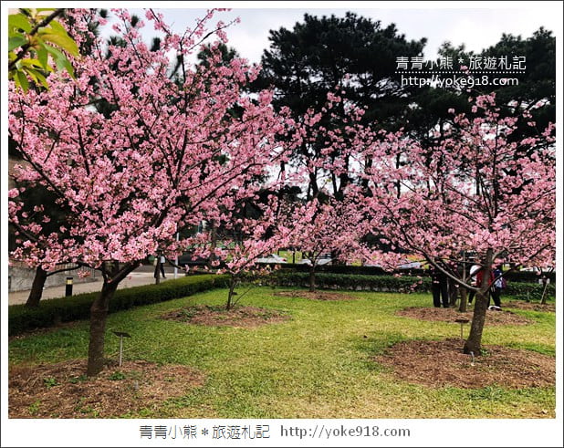 桃園賞櫻景點》中央大學櫻花.遇見粉嫩河津櫻~中大湖旁櫻花 @青青小熊*旅遊札記 桃園賞櫻景點》中央大學櫻花.遇見粉嫩河津櫻~中大湖旁櫻花 @青青小熊*旅遊札記