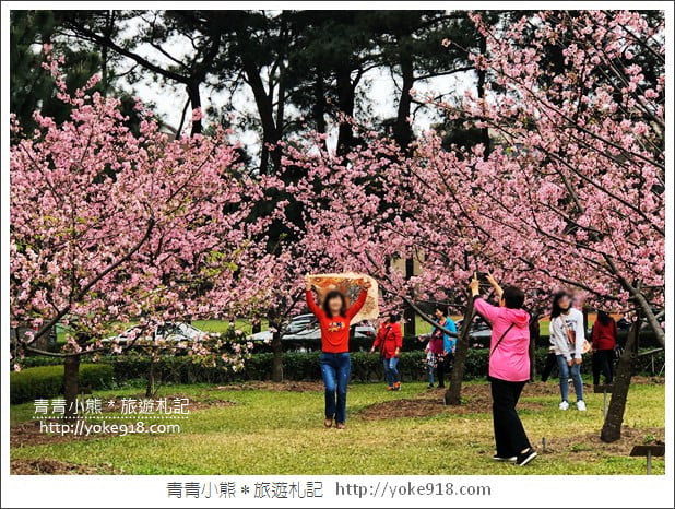 桃園賞櫻景點》中央大學櫻花.遇見粉嫩河津櫻~中大湖旁櫻花 @青青小熊*旅遊札記 桃園賞櫻景點》中央大學櫻花.遇見粉嫩河津櫻~中大湖旁櫻花 @青青小熊*旅遊札記