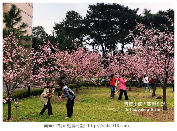 桃園賞櫻景點》中央大學櫻花．遇見粉嫩河津櫻~中大湖旁櫻花 @青青小熊＊旅遊札記