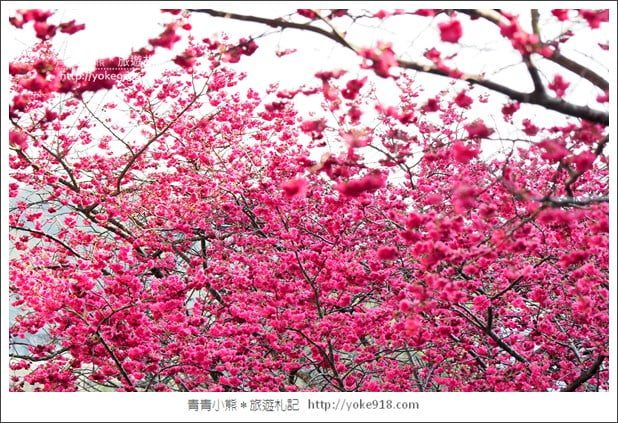 苗栗景點》三義藝術村櫻花渡假會館.桃紅八重櫻浪漫盛開中 @青青小熊*旅遊札記 苗栗景點》三義藝術村櫻花渡假會館.桃紅八重櫻浪漫盛開中 @青青小熊*旅遊札記