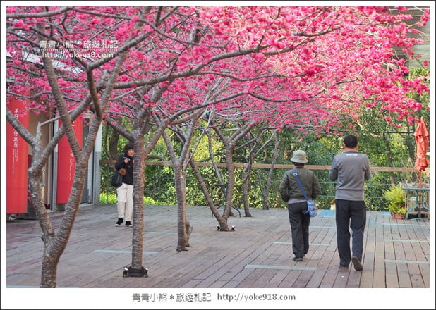 苗栗景點》三義藝術村櫻花渡假會館.桃紅八重櫻浪漫盛開中 @青青小熊*旅遊札記 苗栗景點》三義藝術村櫻花渡假會館.桃紅八重櫻浪漫盛開中 @青青小熊*旅遊札記