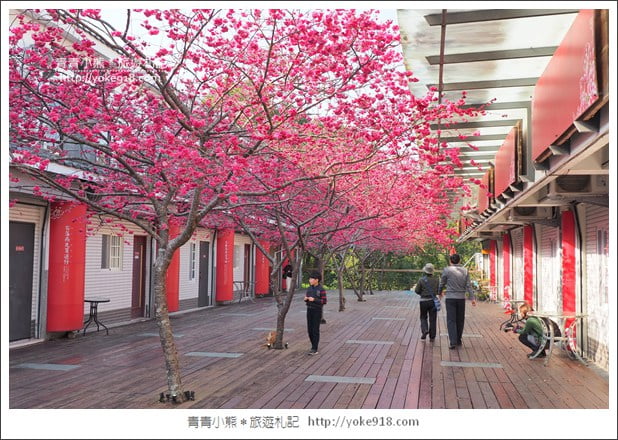 苗栗景點》三義藝術村櫻花渡假會館．桃紅八重櫻浪漫盛開中 @青青小熊＊旅遊札記