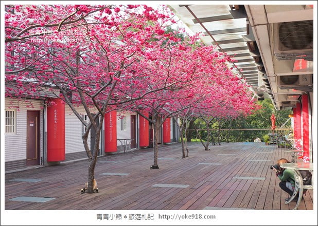 苗栗景點》三義藝術村櫻花渡假會館.桃紅八重櫻浪漫盛開中 @青青小熊*旅遊札記 苗栗景點》三義藝術村櫻花渡假會館.桃紅八重櫻浪漫盛開中 @青青小熊*旅遊札記