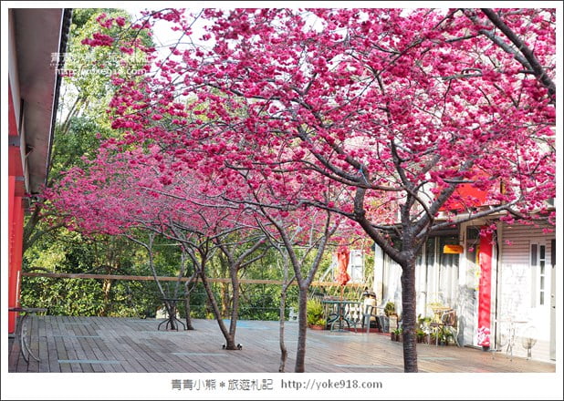 苗栗景點》三義藝術村櫻花渡假會館.桃紅八重櫻浪漫盛開中 @青青小熊*旅遊札記 苗栗景點》三義藝術村櫻花渡假會館.桃紅八重櫻浪漫盛開中 @青青小熊*旅遊札記