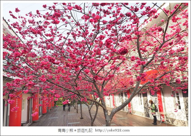 苗栗景點》三義藝術村櫻花渡假會館.桃紅八重櫻浪漫盛開中 @青青小熊*旅遊札記 苗栗景點》三義藝術村櫻花渡假會館.桃紅八重櫻浪漫盛開中 @青青小熊*旅遊札記