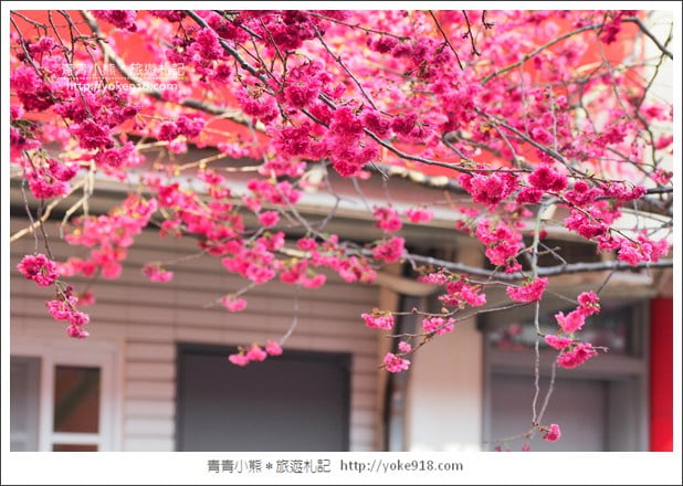 苗栗景點》三義藝術村櫻花渡假會館．桃紅八重櫻浪漫盛開中 @青青小熊＊旅遊札記
