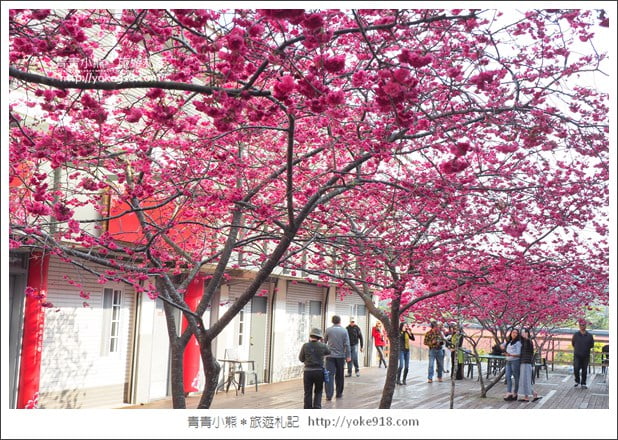 苗栗景點》三義藝術村櫻花渡假會館．桃紅八重櫻浪漫盛開中 @青青小熊＊旅遊札記