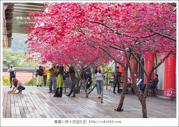 苗栗景點》三義藝術村櫻花渡假會館.桃紅八重櫻浪漫盛開中 @青青小熊*旅遊札記 苗栗景點》三義藝術村櫻花渡假會館.桃紅八重櫻浪漫盛開中 @青青小熊*旅遊札記