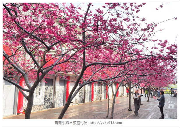 苗栗景點》三義藝術村櫻花渡假會館．桃紅八重櫻浪漫盛開中 @青青小熊＊旅遊札記