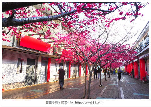 苗栗景點》三義藝術村櫻花渡假會館.桃紅八重櫻浪漫盛開中 @青青小熊*旅遊札記 苗栗景點》三義藝術村櫻花渡假會館.桃紅八重櫻浪漫盛開中 @青青小熊*旅遊札記