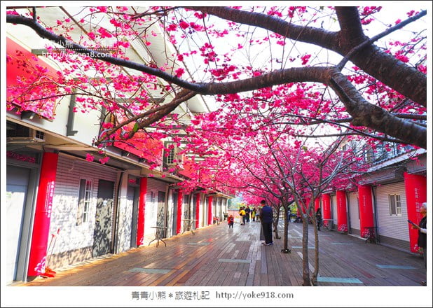 苗栗景點》三義藝術村櫻花渡假會館.桃紅八重櫻浪漫盛開中 @青青小熊*旅遊札記 苗栗景點》三義藝術村櫻花渡假會館.桃紅八重櫻浪漫盛開中 @青青小熊*旅遊札記