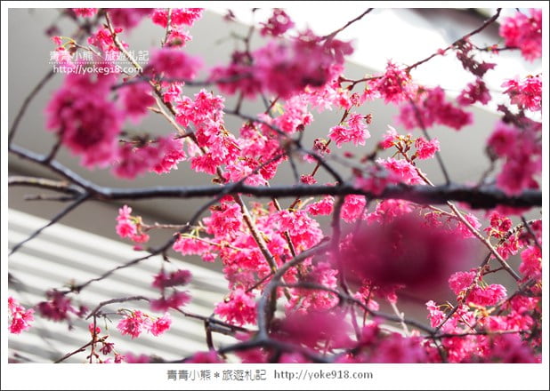苗栗景點》三義藝術村櫻花渡假會館.桃紅八重櫻浪漫盛開中 @青青小熊*旅遊札記 苗栗景點》三義藝術村櫻花渡假會館.桃紅八重櫻浪漫盛開中 @青青小熊*旅遊札記
