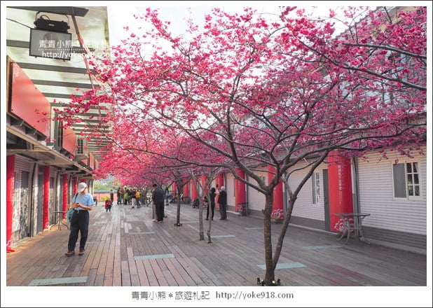 苗栗景點》三義藝術村櫻花渡假會館．桃紅八重櫻浪漫盛開中 @青青小熊＊旅遊札記