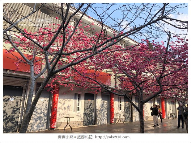 苗栗景點》三義藝術村櫻花渡假會館.桃紅八重櫻浪漫盛開中 @青青小熊*旅遊札記 苗栗景點》三義藝術村櫻花渡假會館.桃紅八重櫻浪漫盛開中 @青青小熊*旅遊札記