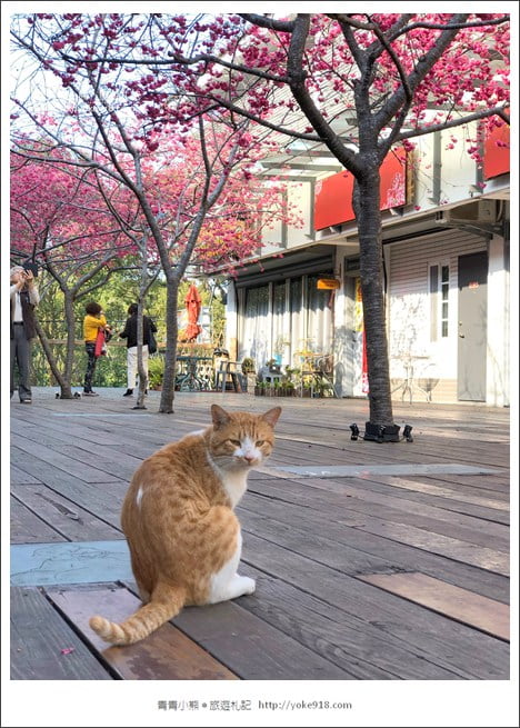 苗栗景點》三義藝術村櫻花渡假會館.桃紅八重櫻浪漫盛開中 @青青小熊*旅遊札記 苗栗景點》三義藝術村櫻花渡假會館.桃紅八重櫻浪漫盛開中 @青青小熊*旅遊札記