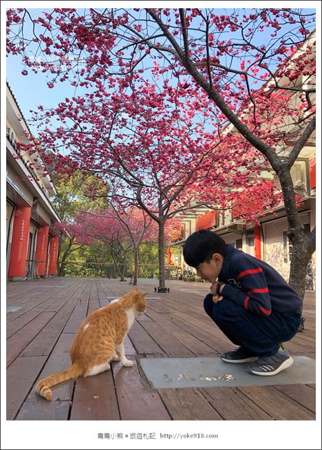 苗栗景點》三義藝術村櫻花渡假會館.桃紅八重櫻浪漫盛開中 @青青小熊*旅遊札記 苗栗景點》三義藝術村櫻花渡假會館.桃紅八重櫻浪漫盛開中 @青青小熊*旅遊札記