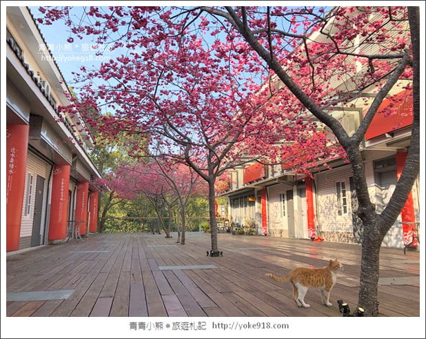 苗栗景點》三義藝術村櫻花渡假會館．桃紅八重櫻浪漫盛開中 @青青小熊＊旅遊札記