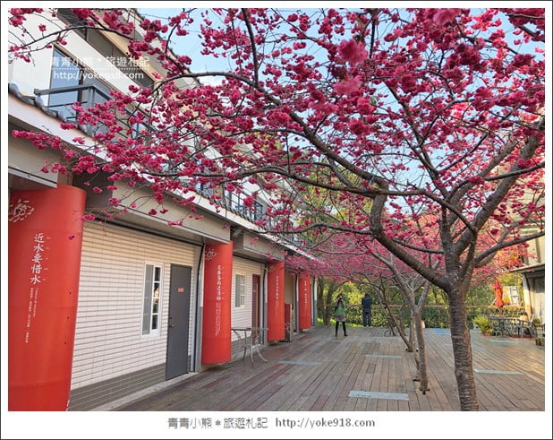 苗栗景點》三義藝術村櫻花渡假會館.桃紅八重櫻浪漫盛開中 @青青小熊*旅遊札記 苗栗景點》三義藝術村櫻花渡假會館.桃紅八重櫻浪漫盛開中 @青青小熊*旅遊札記