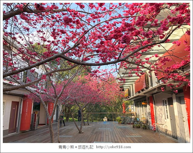 苗栗景點》三義藝術村櫻花渡假會館．桃紅八重櫻浪漫盛開中 @青青小熊＊旅遊札記