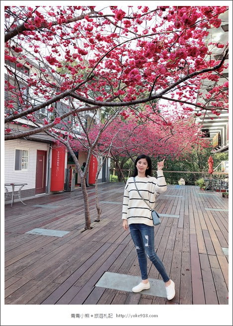 苗栗景點》三義藝術村櫻花渡假會館.桃紅八重櫻浪漫盛開中 @青青小熊*旅遊札記 苗栗景點》三義藝術村櫻花渡假會館.桃紅八重櫻浪漫盛開中 @青青小熊*旅遊札記