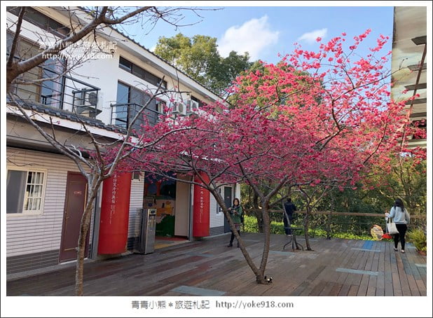 苗栗景點》三義藝術村櫻花渡假會館.桃紅八重櫻浪漫盛開中 @青青小熊*旅遊札記 苗栗景點》三義藝術村櫻花渡假會館.桃紅八重櫻浪漫盛開中 @青青小熊*旅遊札記