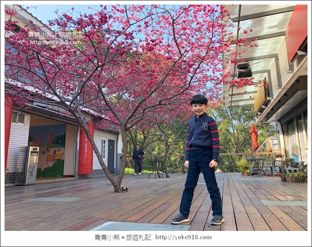 苗栗景點》三義藝術村櫻花渡假會館.桃紅八重櫻浪漫盛開中 @青青小熊*旅遊札記 苗栗景點》三義藝術村櫻花渡假會館.桃紅八重櫻浪漫盛開中 @青青小熊*旅遊札記