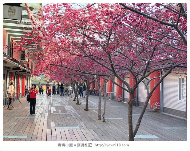 苗栗景點》三義藝術村櫻花渡假會館.桃紅八重櫻浪漫盛開中 @青青小熊*旅遊札記 苗栗景點》三義藝術村櫻花渡假會館.桃紅八重櫻浪漫盛開中 @青青小熊*旅遊札記