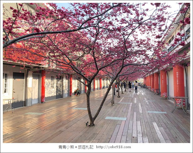 苗栗景點》三義藝術村櫻花渡假會館.桃紅八重櫻浪漫盛開中 @青青小熊*旅遊札記 苗栗景點》三義藝術村櫻花渡假會館.桃紅八重櫻浪漫盛開中 @青青小熊*旅遊札記
