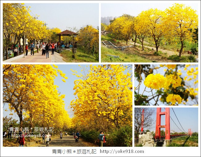 嘉義景點》軍輝橋&行嘉吊橋黃金風鈴木~八掌溪兩旁的黃金大道浪漫盛開中 @青青小熊*旅遊札記 嘉義景點》軍輝橋&行嘉吊橋黃金風鈴木~八掌溪兩旁的黃金大道浪漫盛開中 @青青小熊*旅遊札記