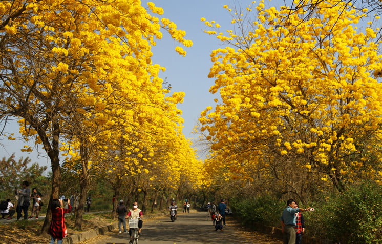 嘉義景點》軍輝橋&行嘉吊橋黃金風鈴木~八掌溪兩旁的黃金大道浪漫盛開中 @青青小熊＊旅遊札記