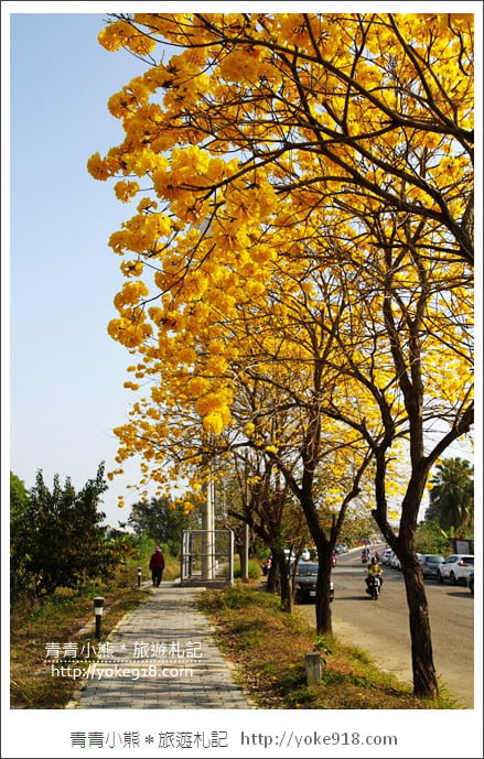 嘉義景點》軍輝橋&行嘉吊橋黃金風鈴木~八掌溪兩旁的黃金大道浪漫盛開中 @青青小熊*旅遊札記 嘉義景點》軍輝橋&行嘉吊橋黃金風鈴木~八掌溪兩旁的黃金大道浪漫盛開中 @青青小熊*旅遊札記