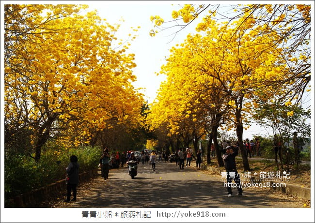 嘉義景點》軍輝橋&行嘉吊橋黃金風鈴木~八掌溪兩旁的黃金大道浪漫盛開中 @青青小熊*旅遊札記 嘉義景點》軍輝橋&行嘉吊橋黃金風鈴木~八掌溪兩旁的黃金大道浪漫盛開中 @青青小熊*旅遊札記