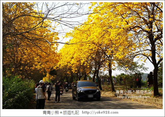嘉義景點》軍輝橋&行嘉吊橋黃金風鈴木~八掌溪兩旁的黃金大道浪漫盛開中 @青青小熊＊旅遊札記