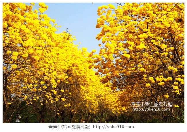 嘉義景點》軍輝橋&行嘉吊橋黃金風鈴木~八掌溪兩旁的黃金大道浪漫盛開中 @青青小熊*旅遊札記 嘉義景點》軍輝橋&行嘉吊橋黃金風鈴木~八掌溪兩旁的黃金大道浪漫盛開中 @青青小熊*旅遊札記