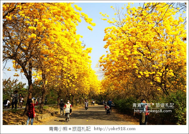 嘉義景點》軍輝橋&行嘉吊橋黃金風鈴木~八掌溪兩旁的黃金大道浪漫盛開中 @青青小熊*旅遊札記 嘉義景點》軍輝橋&行嘉吊橋黃金風鈴木~八掌溪兩旁的黃金大道浪漫盛開中 @青青小熊*旅遊札記