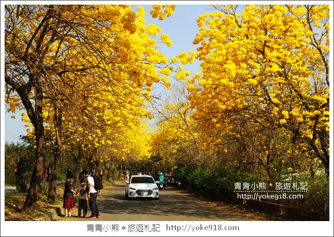 嘉義景點》軍輝橋&行嘉吊橋黃金風鈴木~八掌溪兩旁的黃金大道浪漫盛開中 @青青小熊*旅遊札記 嘉義景點》軍輝橋&行嘉吊橋黃金風鈴木~八掌溪兩旁的黃金大道浪漫盛開中 @青青小熊*旅遊札記