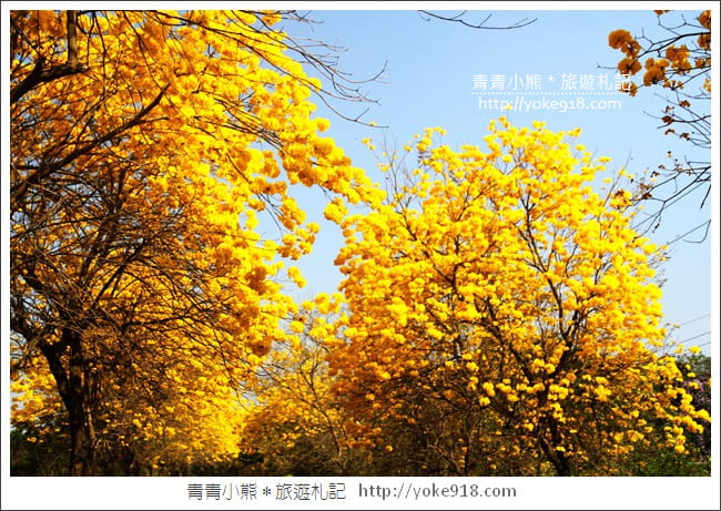 嘉義景點》軍輝橋&行嘉吊橋黃金風鈴木~八掌溪兩旁的黃金大道浪漫盛開中 @青青小熊＊旅遊札記