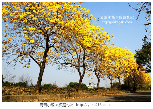 嘉義景點》軍輝橋&行嘉吊橋黃金風鈴木~八掌溪兩旁的黃金大道浪漫盛開中 @青青小熊*旅遊札記 嘉義景點》軍輝橋&行嘉吊橋黃金風鈴木~八掌溪兩旁的黃金大道浪漫盛開中 @青青小熊*旅遊札記